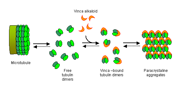 vinca alkaloids and microtubules